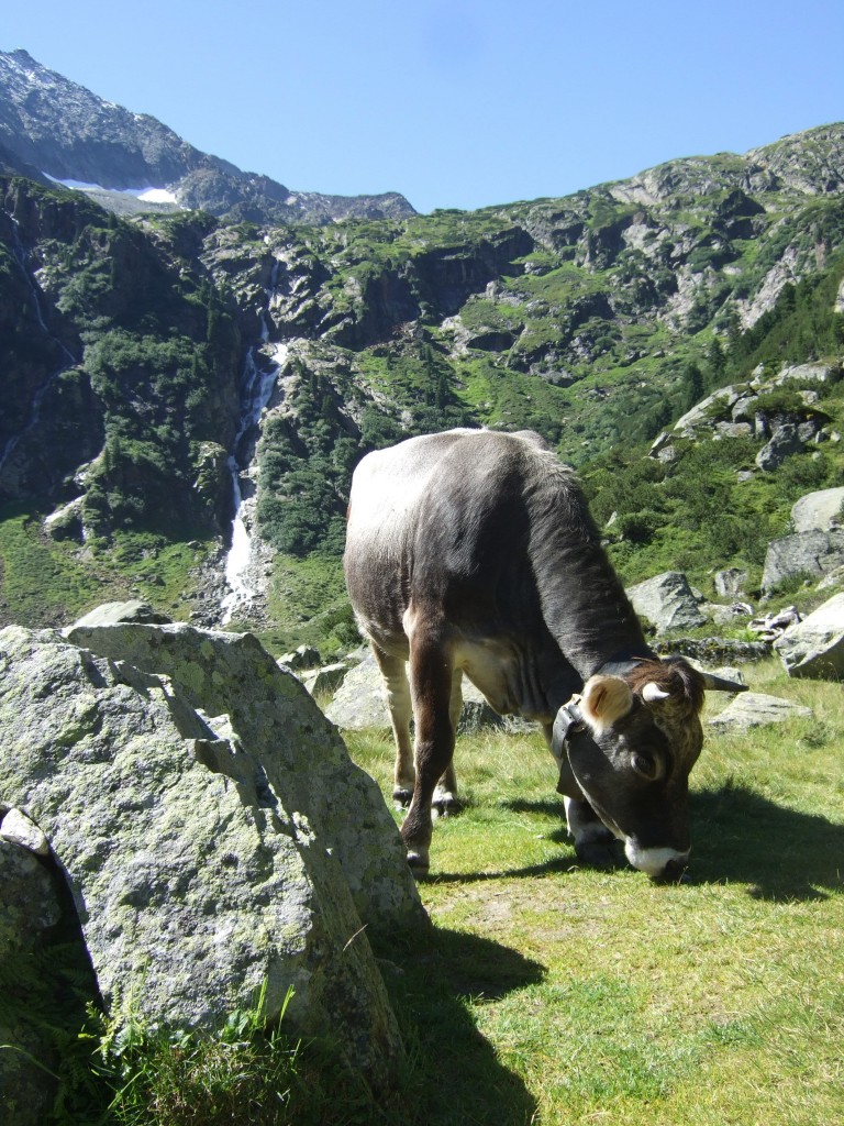 Grau wie der Fels: Tiroler Grauvieh