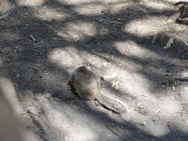 Squirl